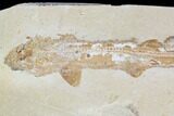 Cretaceous Fossil Shark (Pararhinchodon) - With Pos/Neg #107614-3